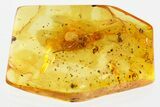 Detailed Fossil Spider (Araneae) In Baltic Amber #367456-1